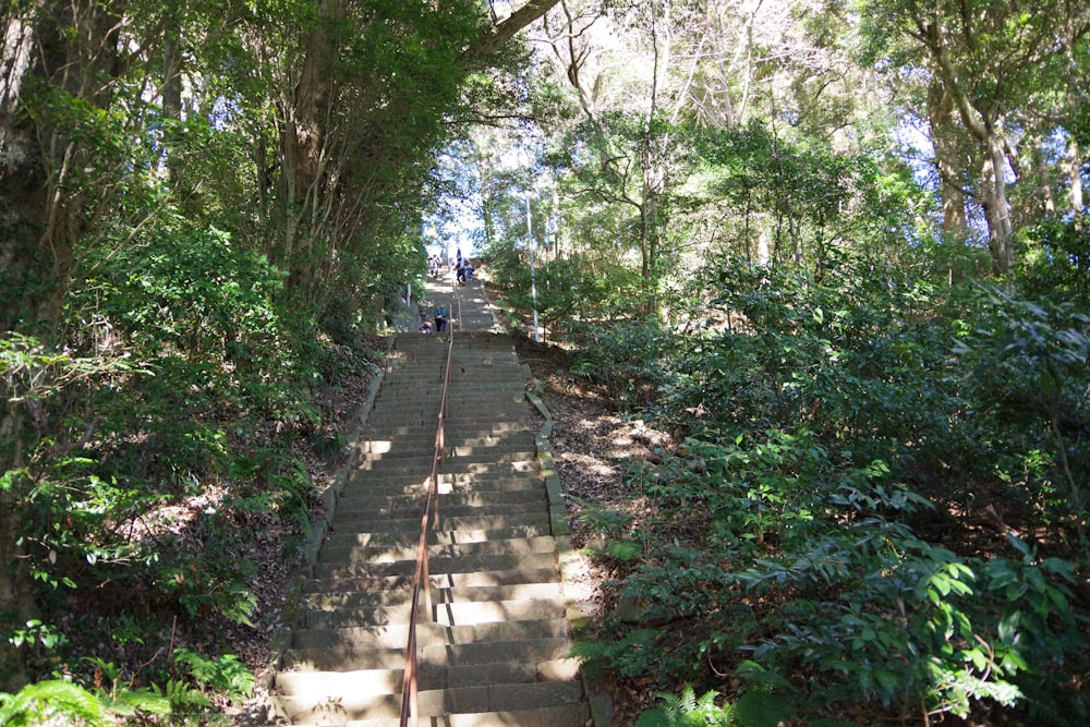 a set of stairs in the middle of a forest