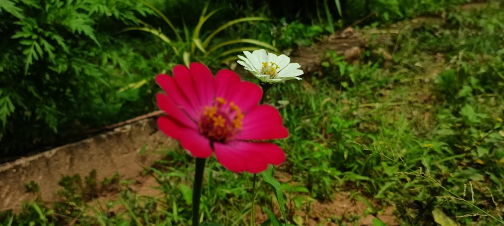 a pink and white flower in a grassy area