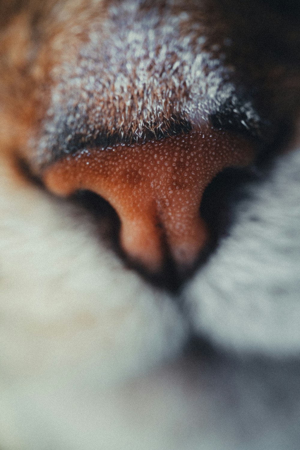 a close up of a cat's nose and nose