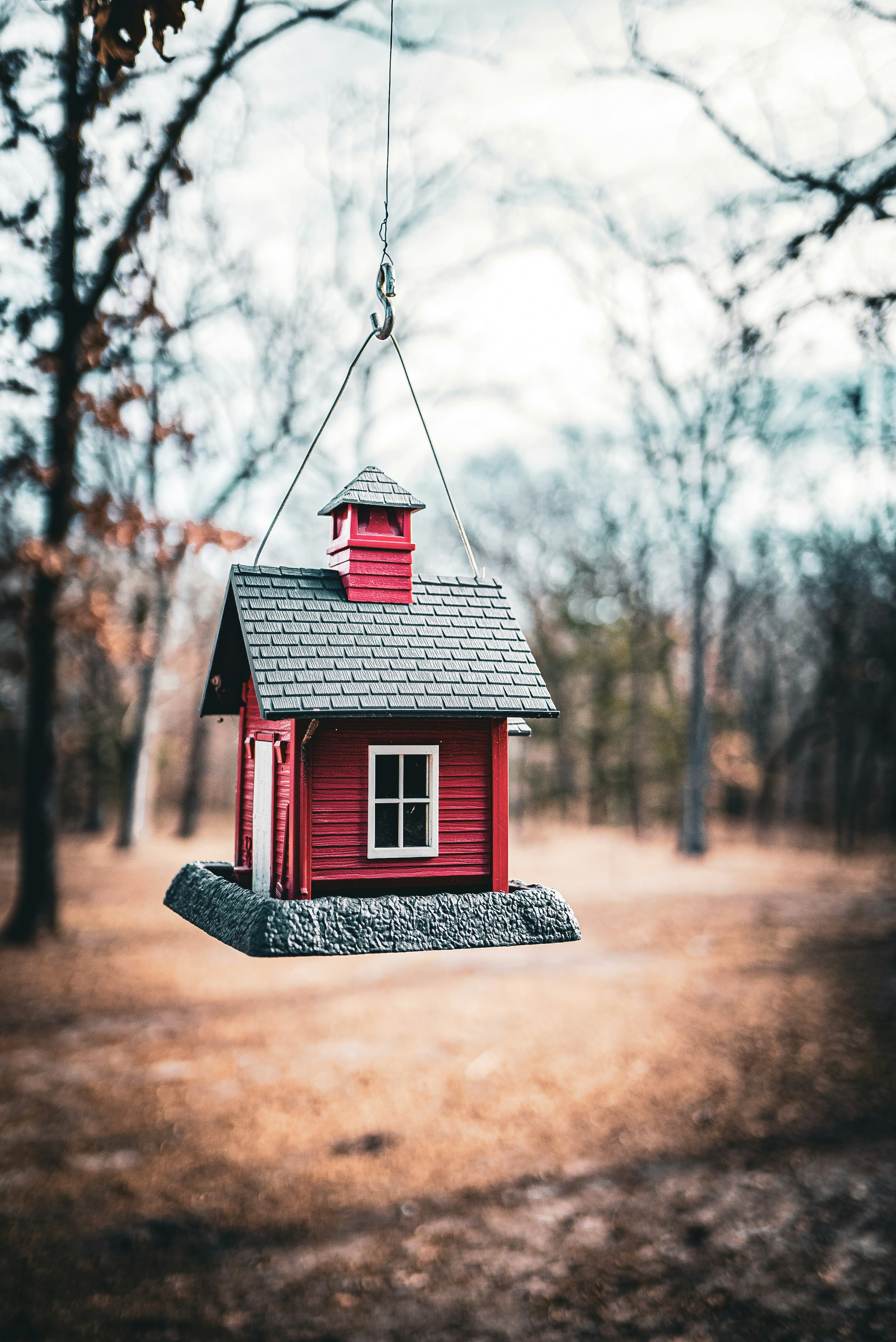 A red bird feeder hanging from a tree photo Free Kingston Image on