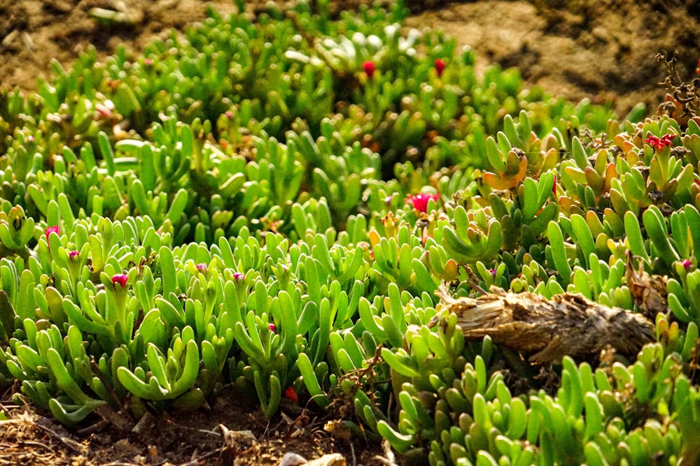 a patch of green plants growing in the dirt