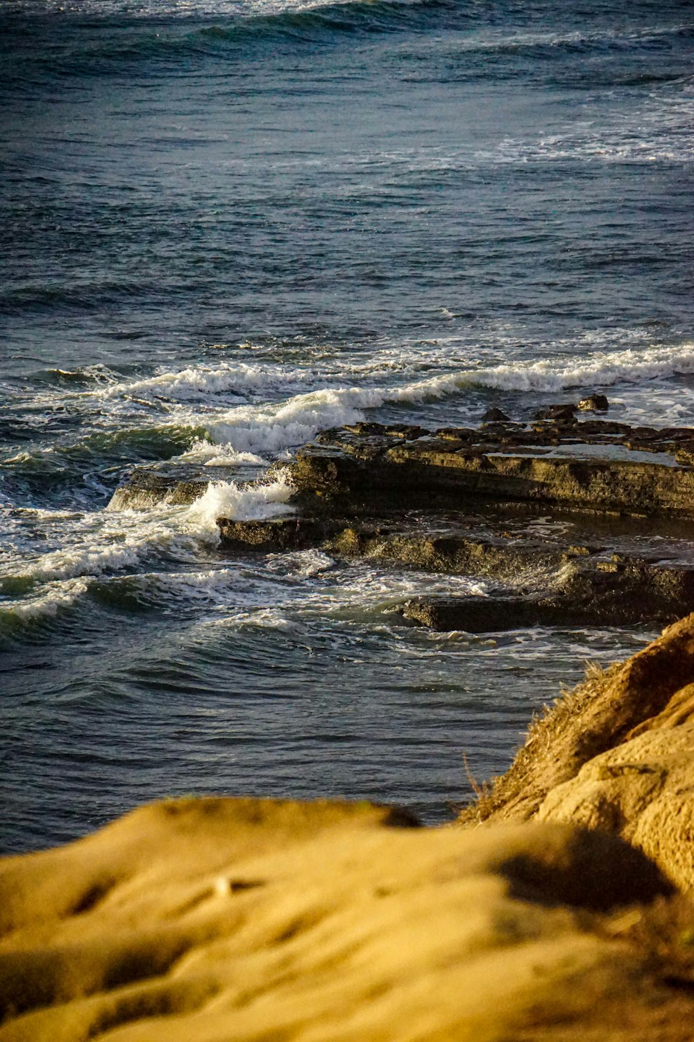 a bird standing on a rock near the ocean