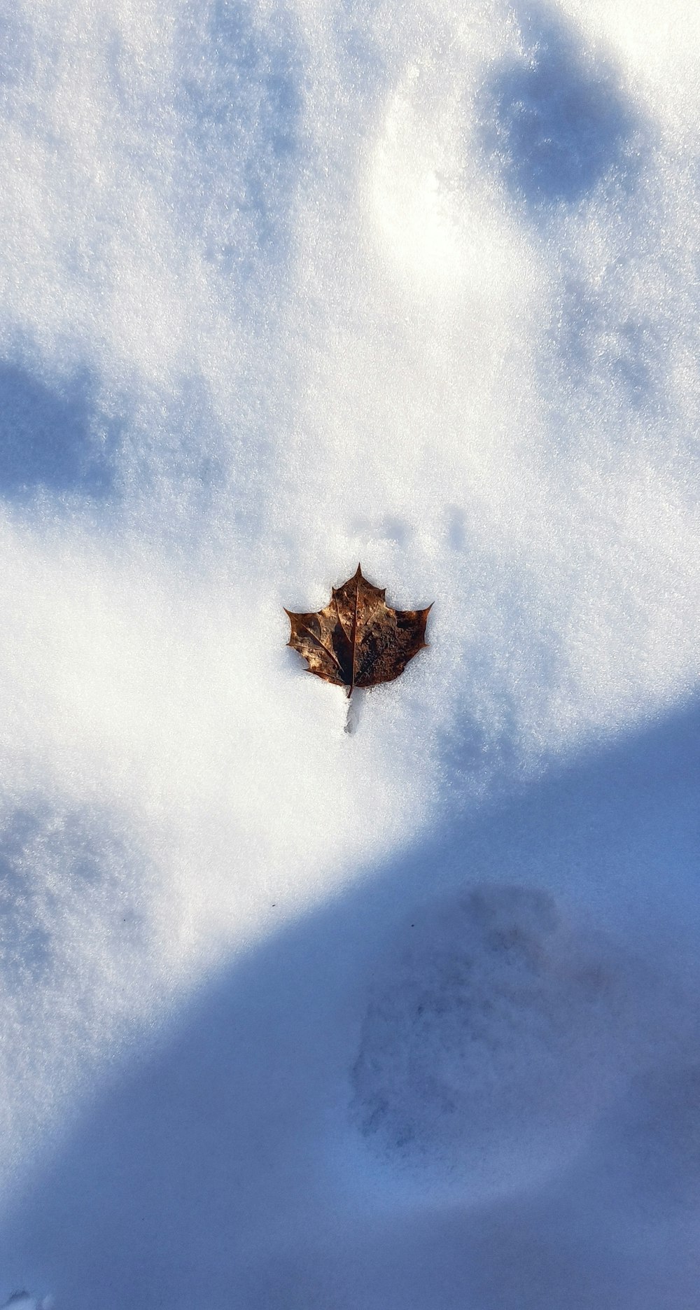 a single leaf is laying in the snow