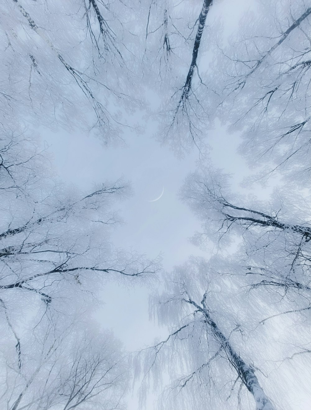looking up at a group of trees in the snow