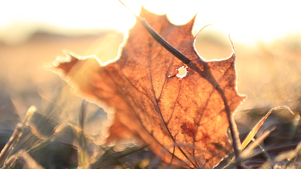 a leaf that is sitting in the grass