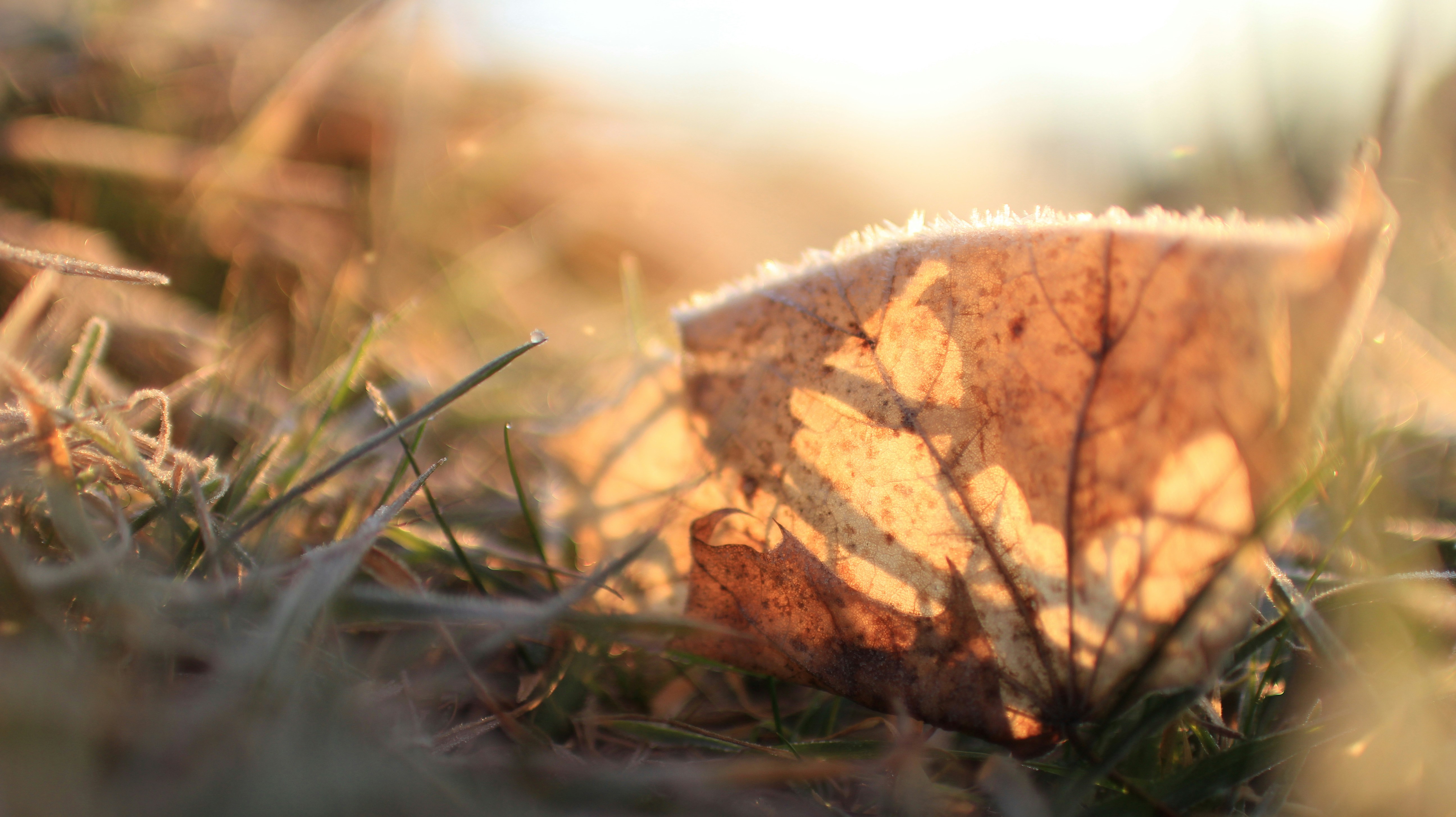 una hoja que está sentada en la hierba