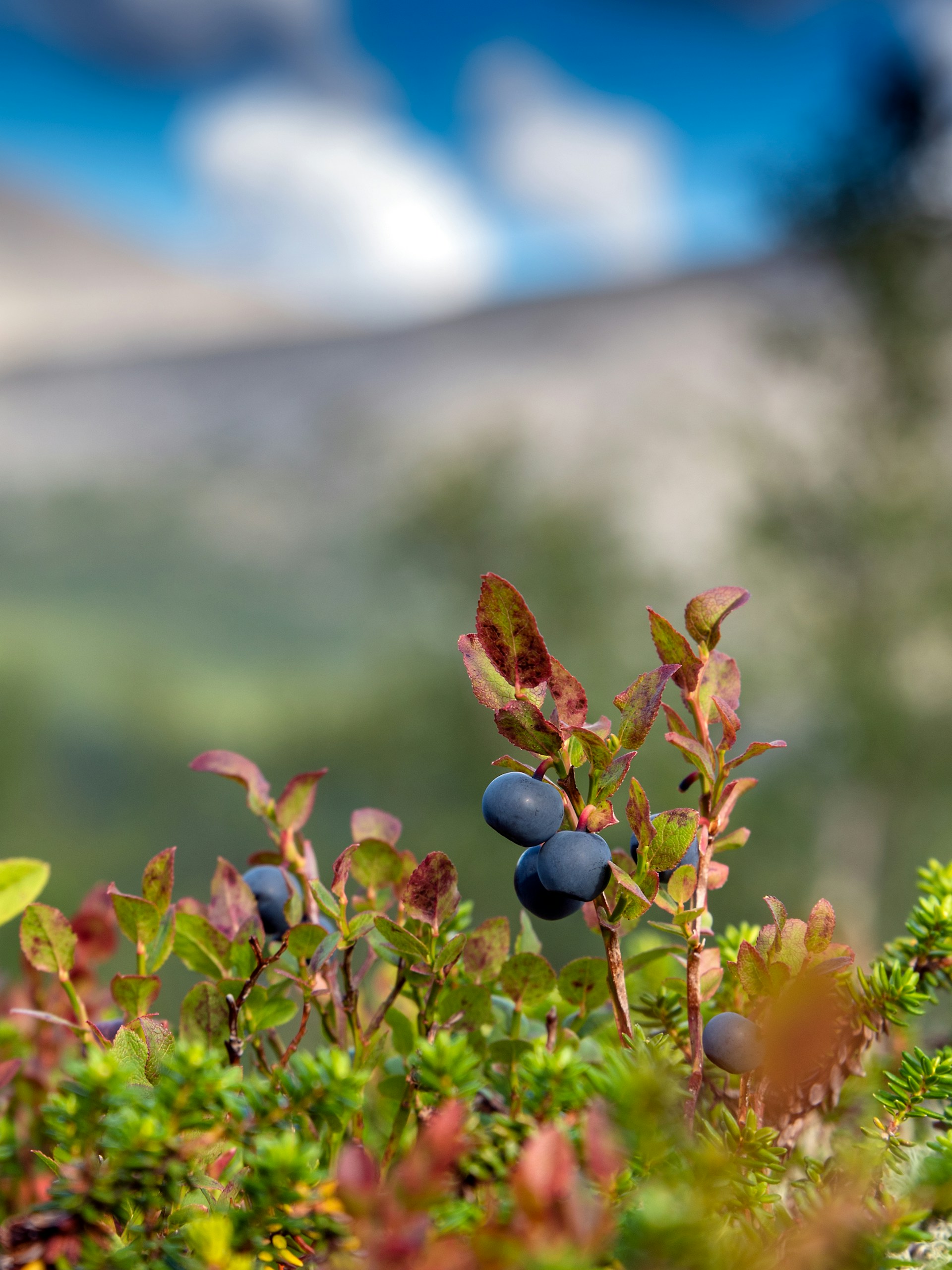 a close up of a bush with berries on it
