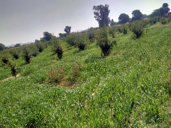 A lush green field with rows of berry bushes under a bright blue sky.
