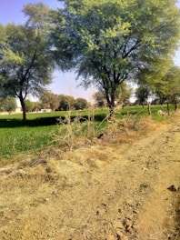 A rural landscape featuring a dirt path running alongside a field of lush green grass. Tall trees with abundant foliage line the path, providing shade and a natural boundary. The sky is a clear blue, and the scene exudes a sense of calm and serenity.