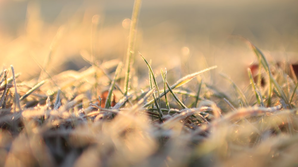 a close up of grass covered in frost