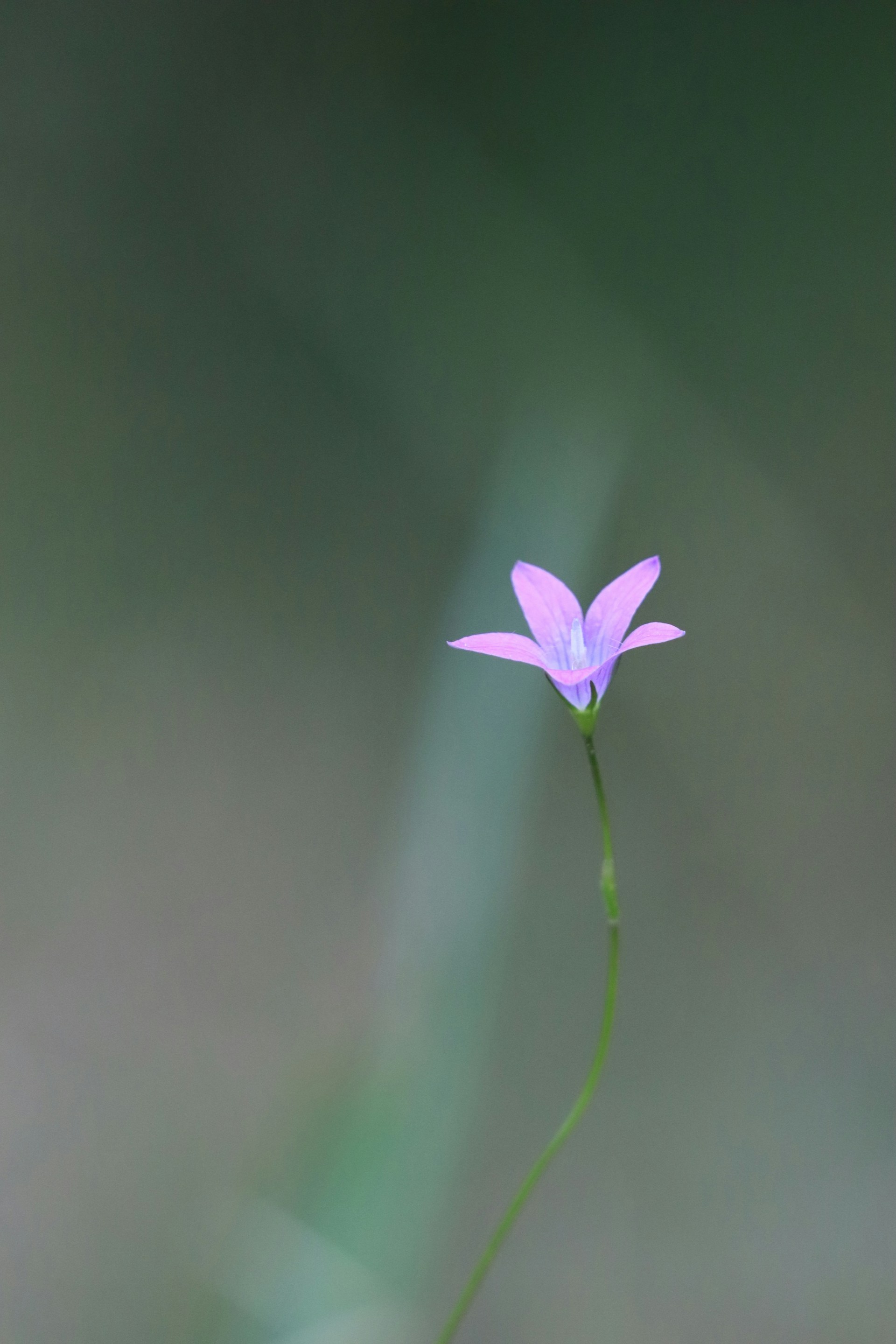 a single purple flower with a blurry background