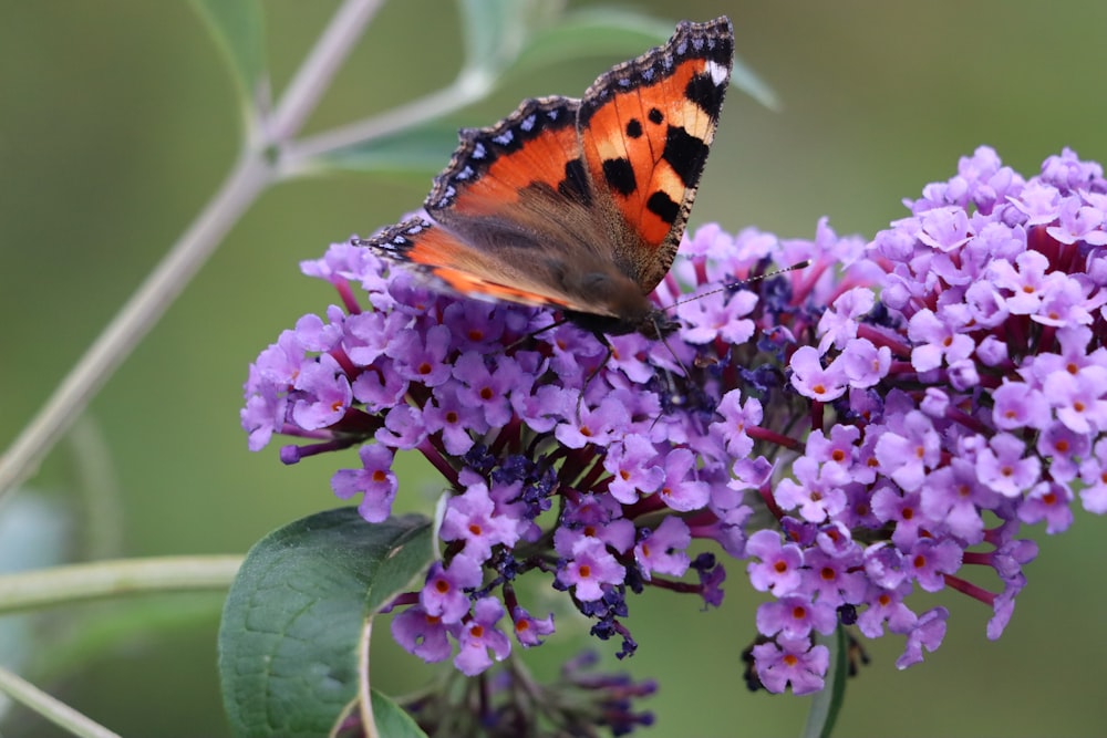 a butterfly sitting on top of a purple flower