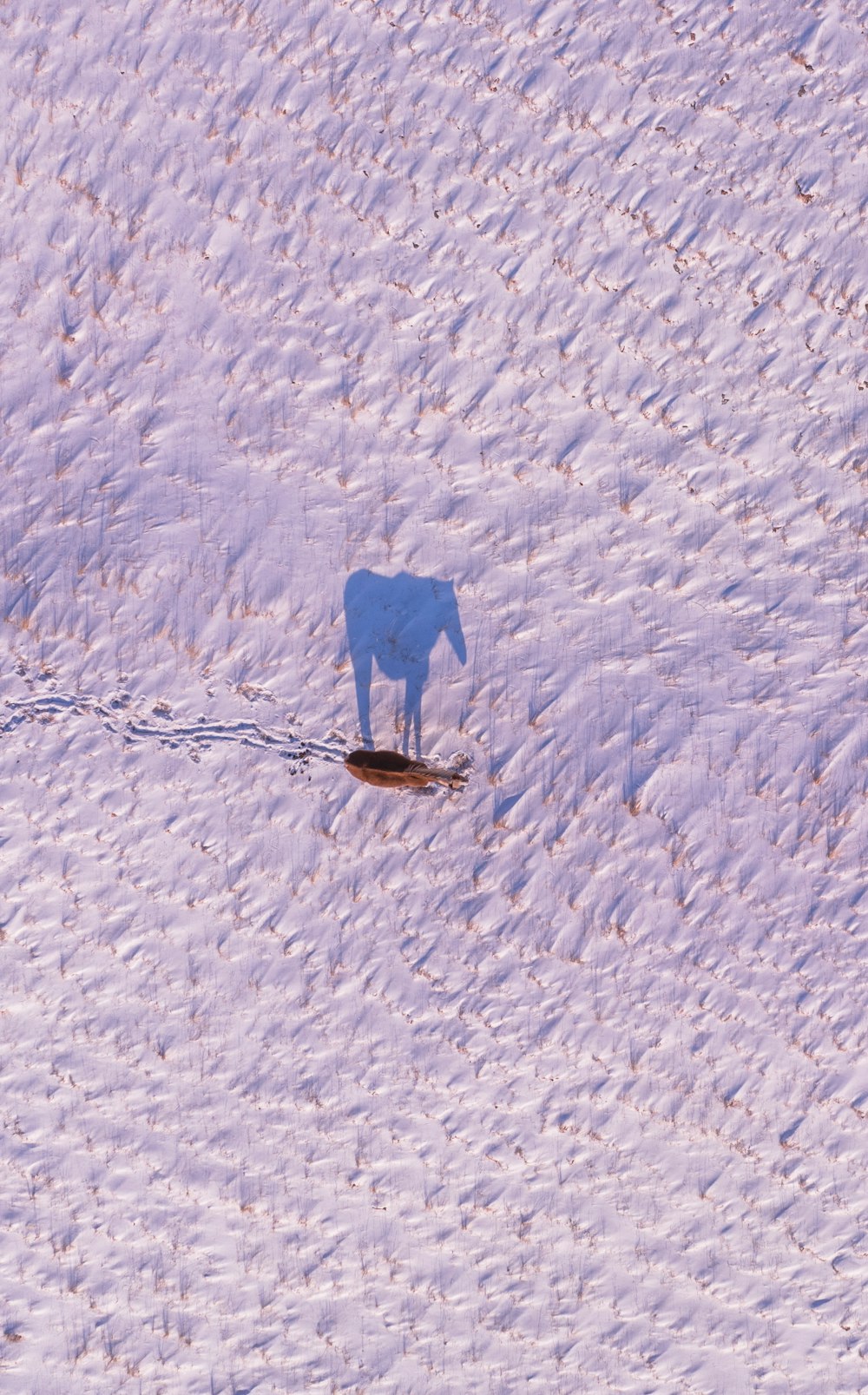 a horse is standing in the snow alone