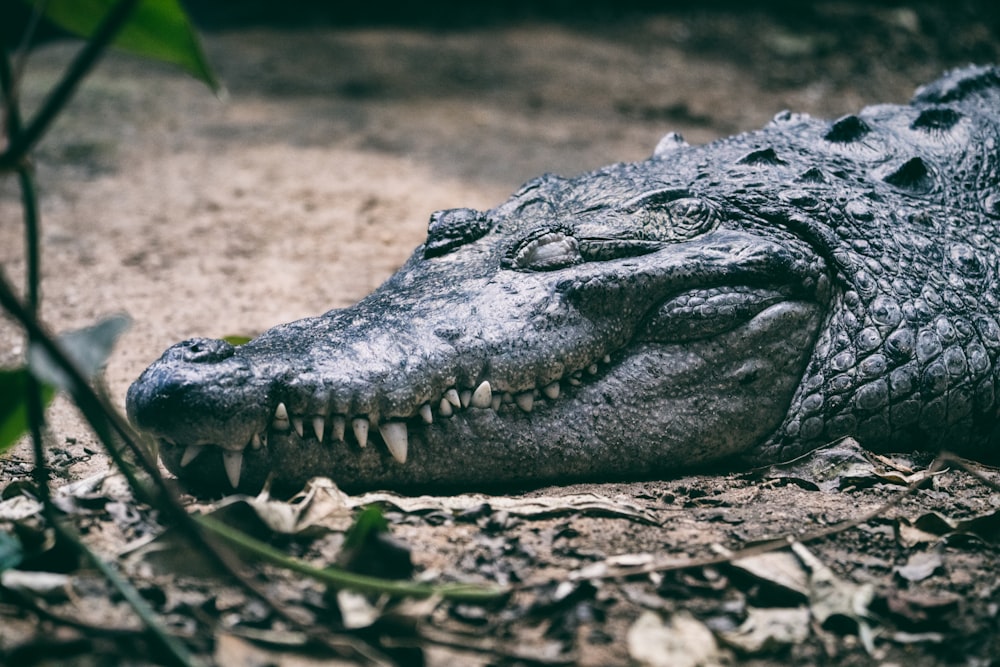 a large alligator is laying on the ground