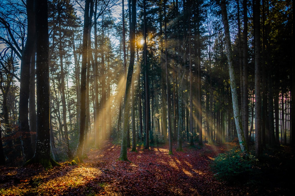 the sun is shining through the trees in the forest