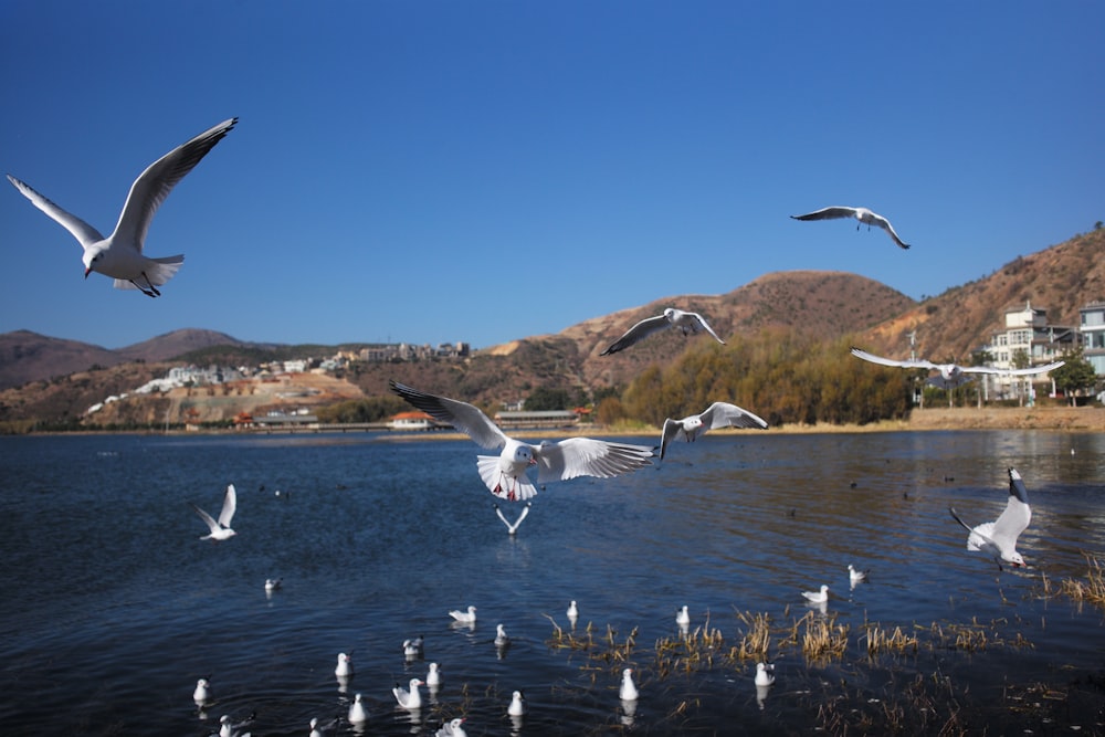 a flock of seagulls flying over a body of water