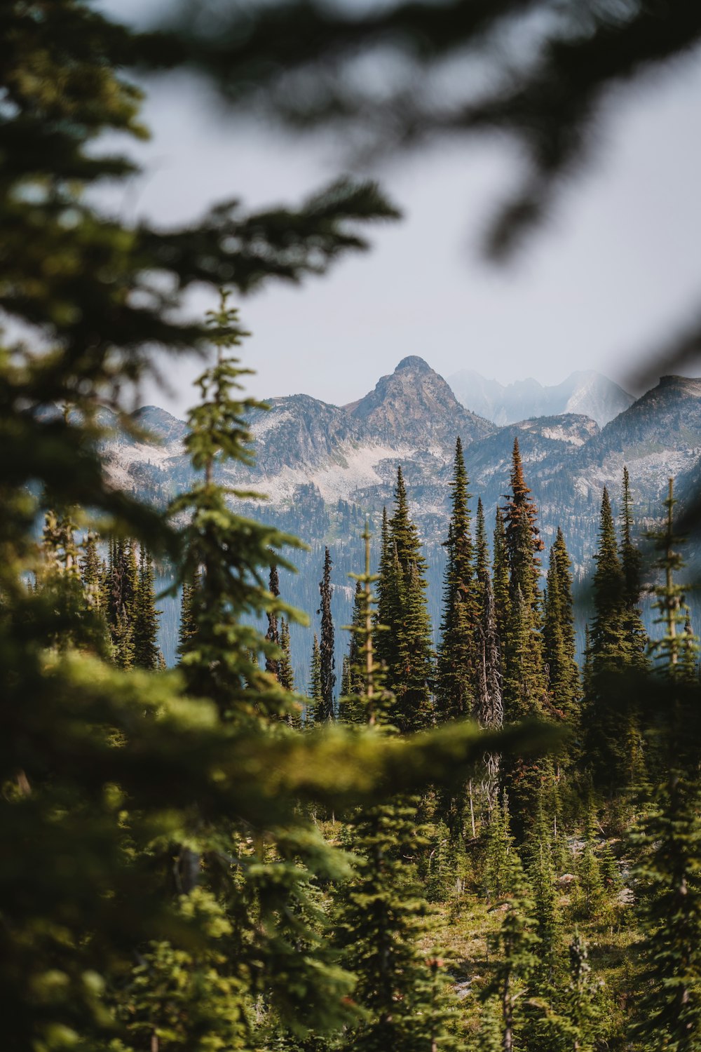 a view of a mountain range through the trees