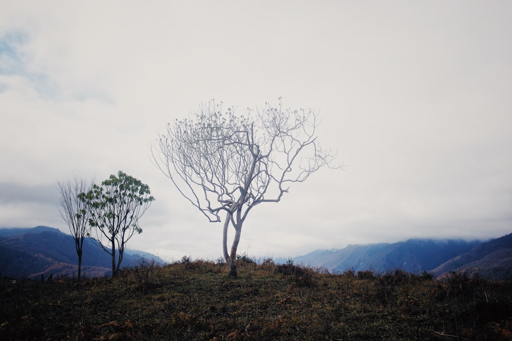 two trees on a hill with mountains in the background