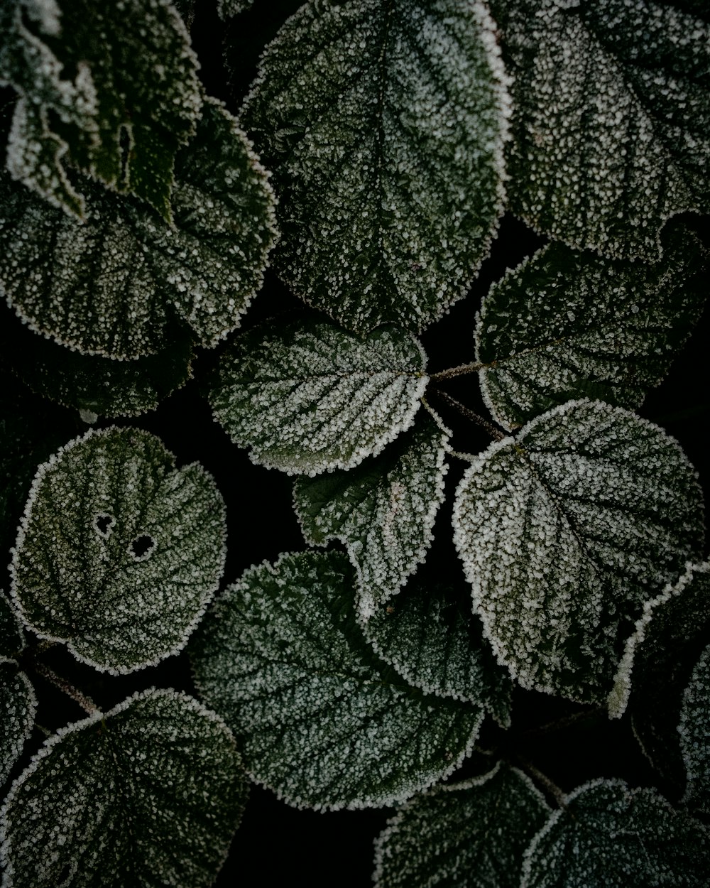 a close up of a plant with frost on it