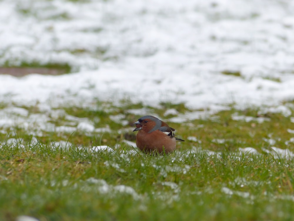 a small bird sitting in the grass in the snow