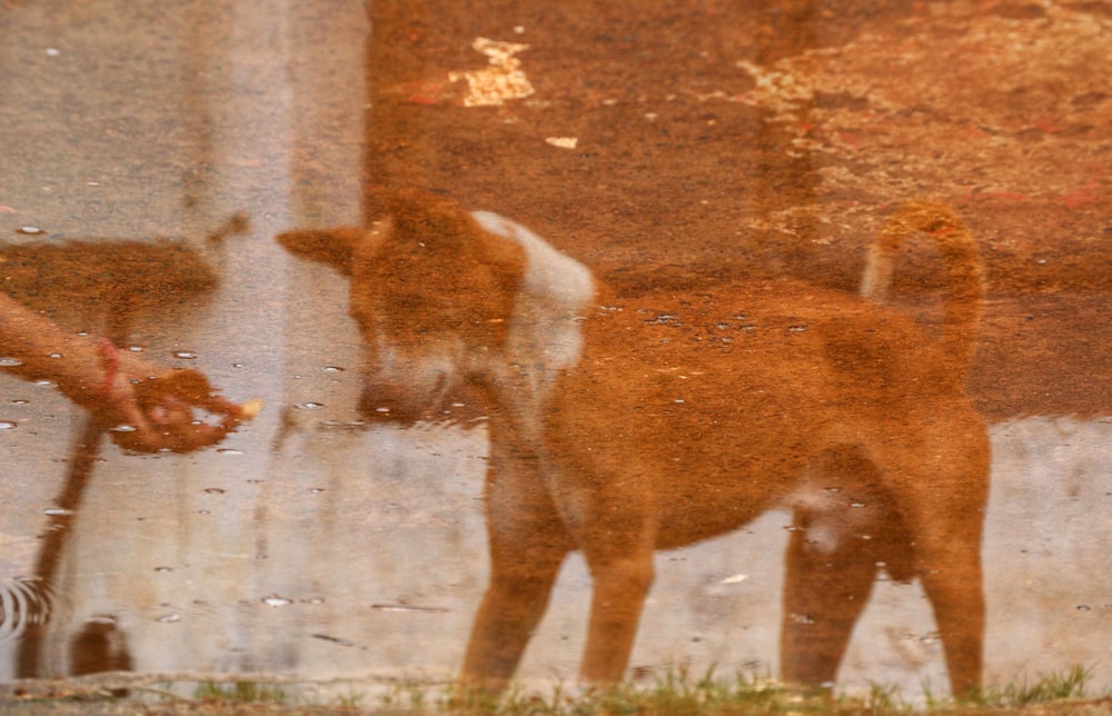 a dog standing next to a person holding something