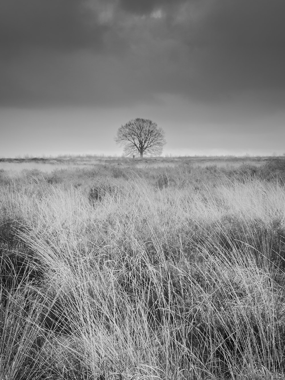 uma foto em preto e branco de uma árvore em um campo