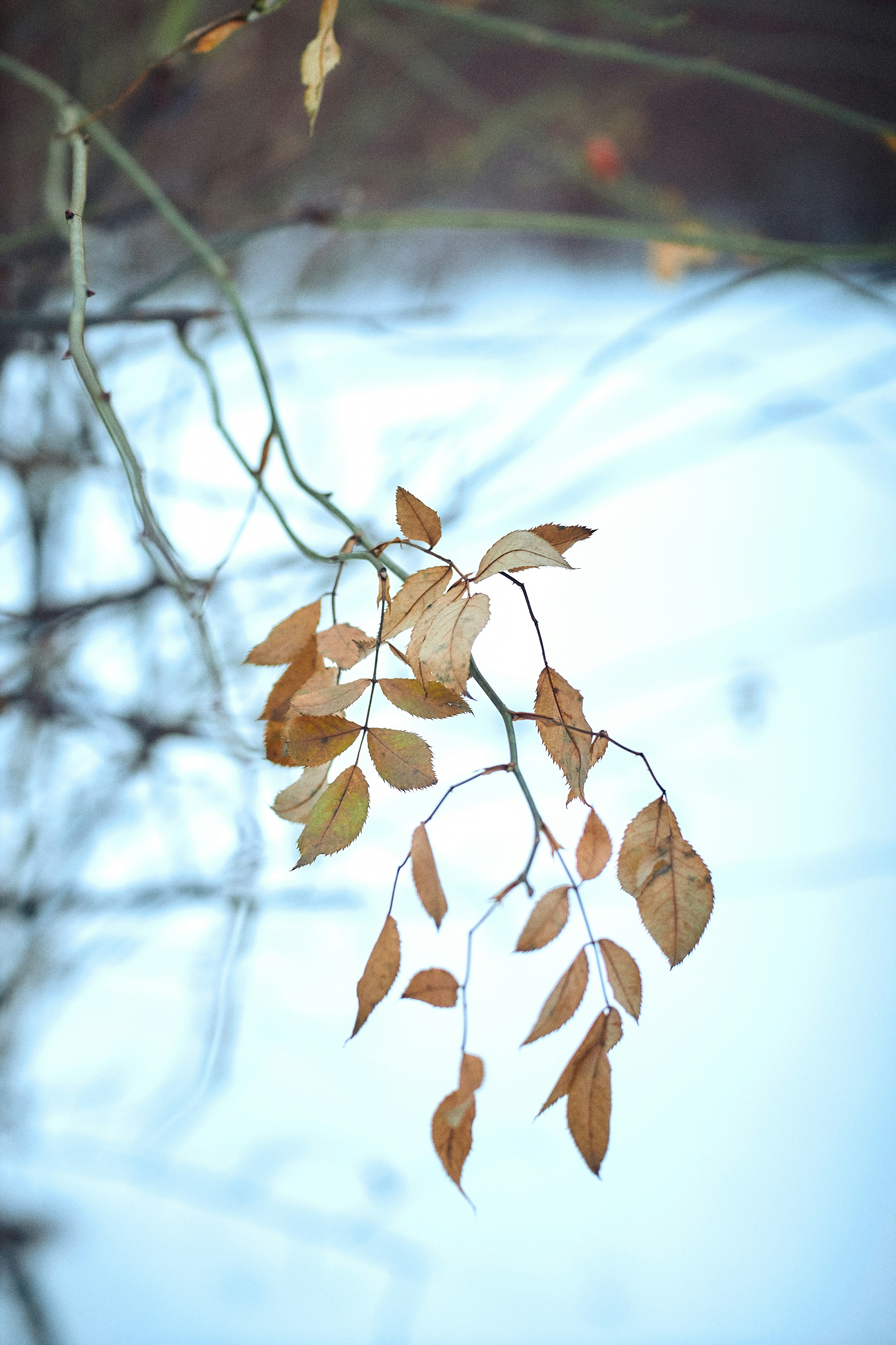 Photo by barsuklis