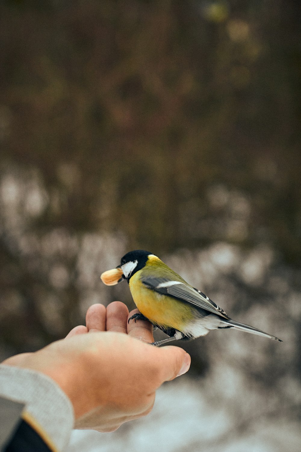 a person holding a small bird in their hand