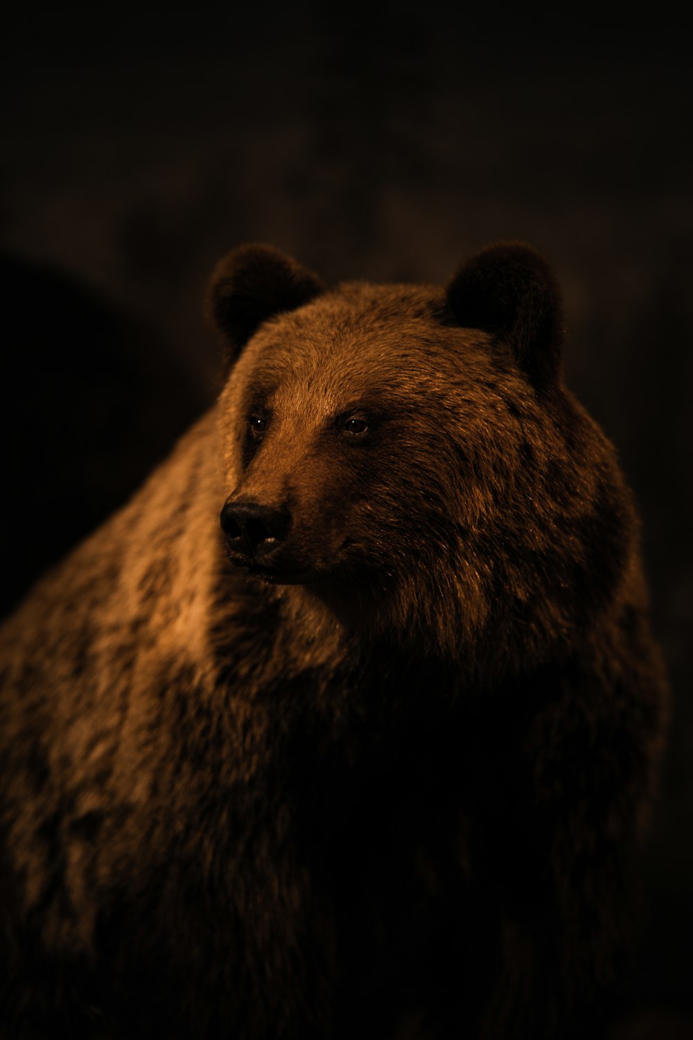 a close up of a brown bear in a dark room