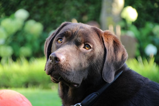 A brown dog with expressive eyes and a shiny coat is looking intently at the camera. The background is a lush green garden, with out-of-focus plants adding to the serene atmosphere.