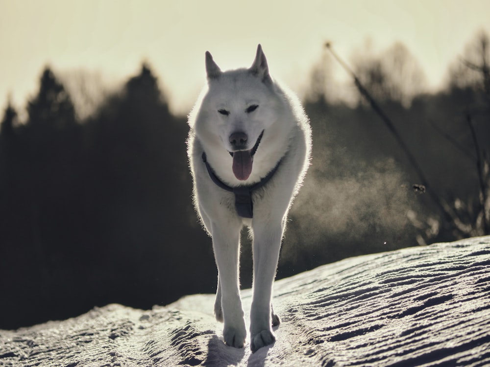 a white dog walking across a snow covered field