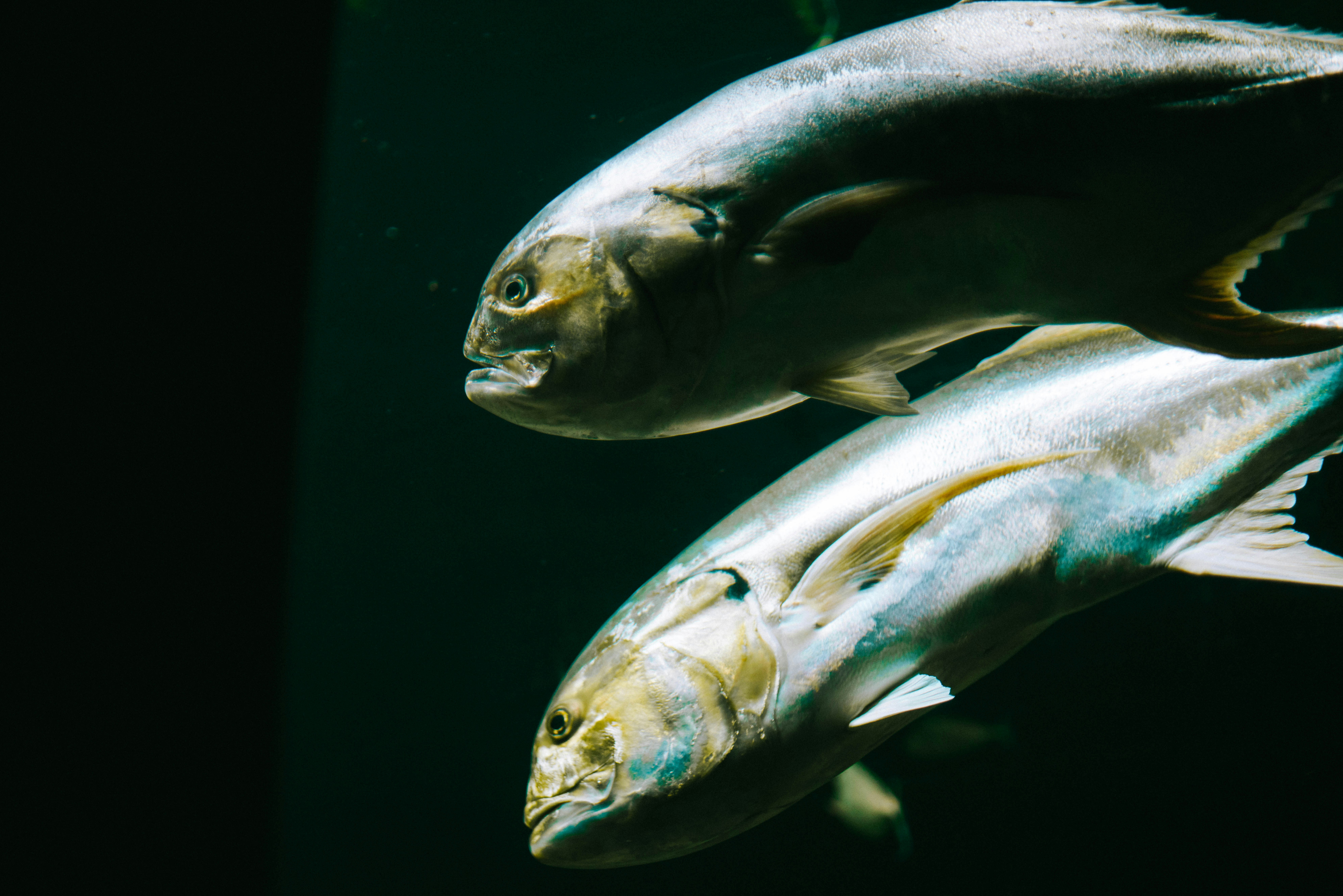 Photo by tigerofgeorgia