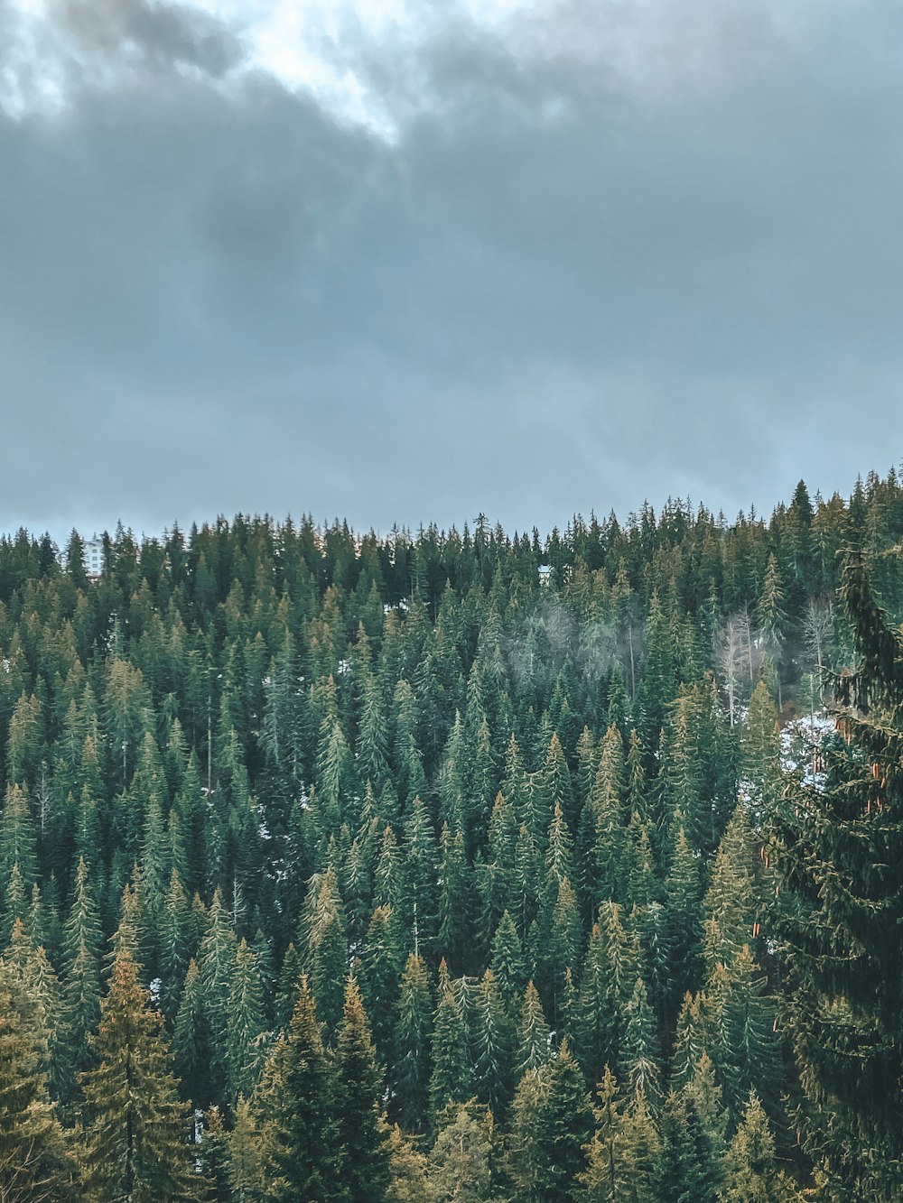 a forest filled with lots of tall green trees