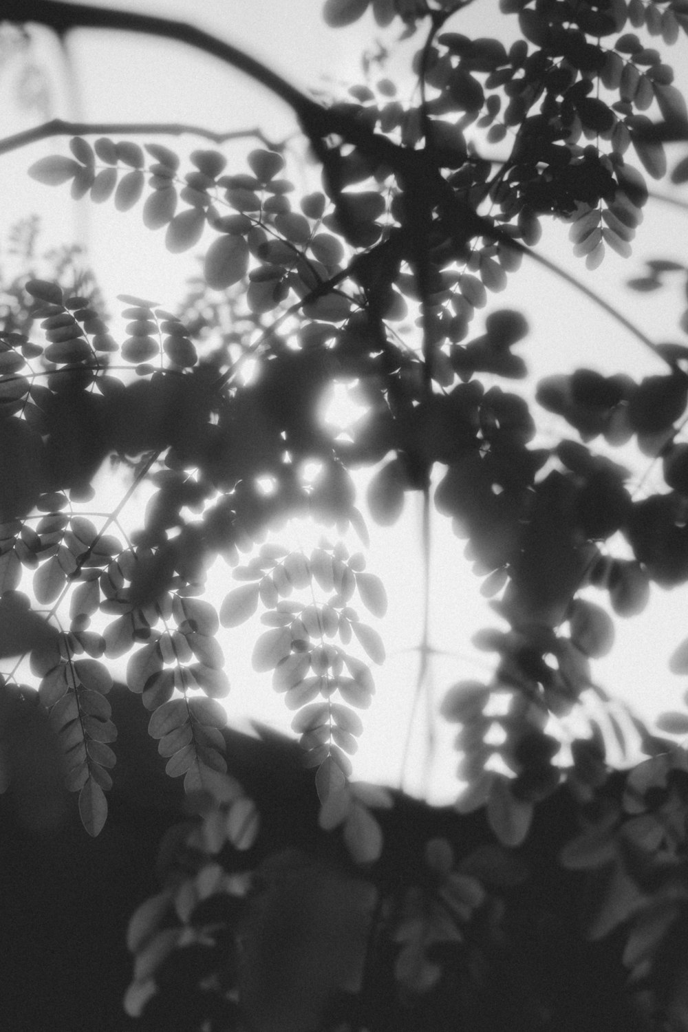 a black and white photo of leaves and branches