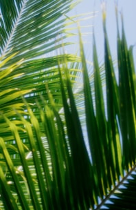 a close up of a palm tree leaves