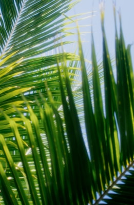 a close up of a palm tree leaves