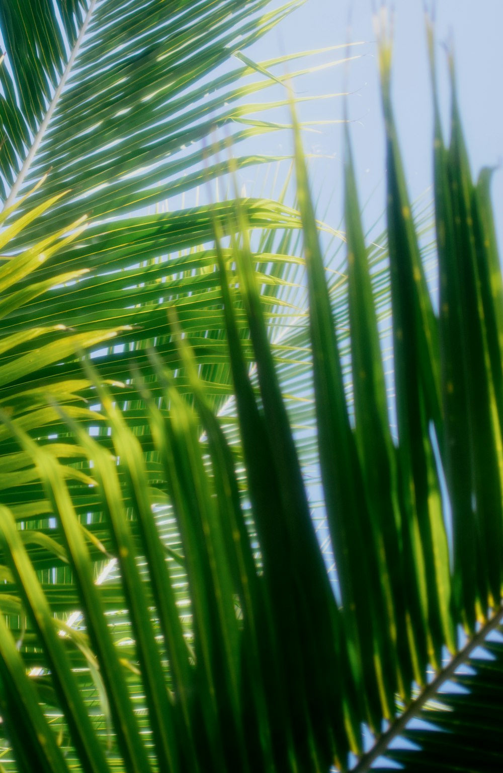 a close up of a palm tree leaves