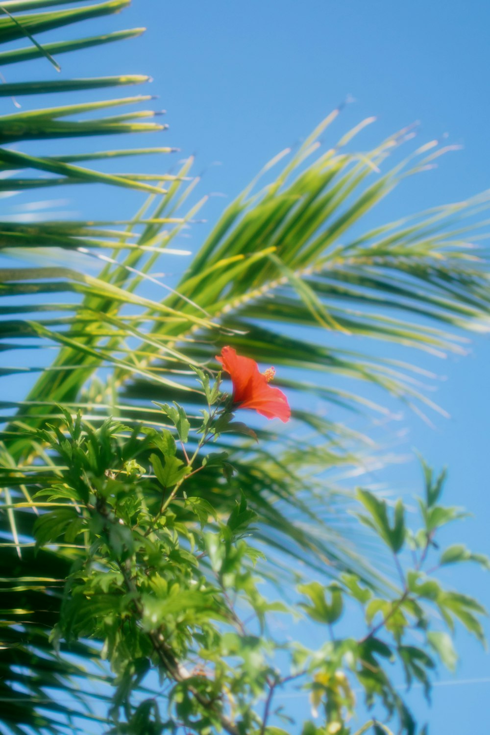 a red flower on a palm tree with a blue sky in the background