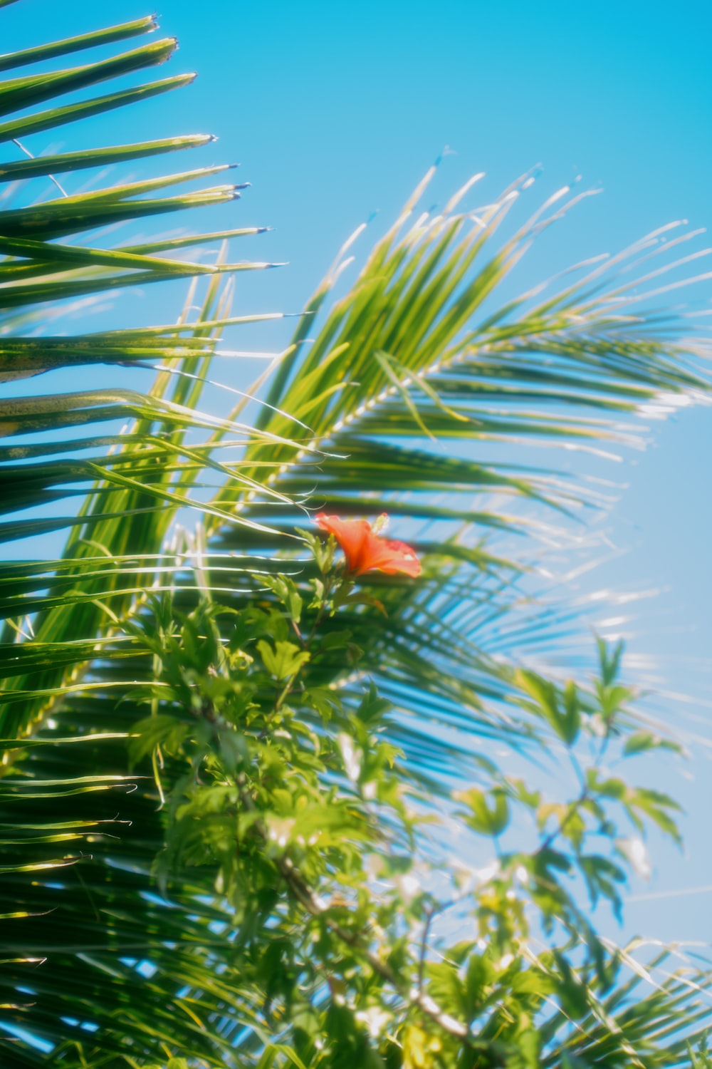 a red flower sitting on top of a palm tree