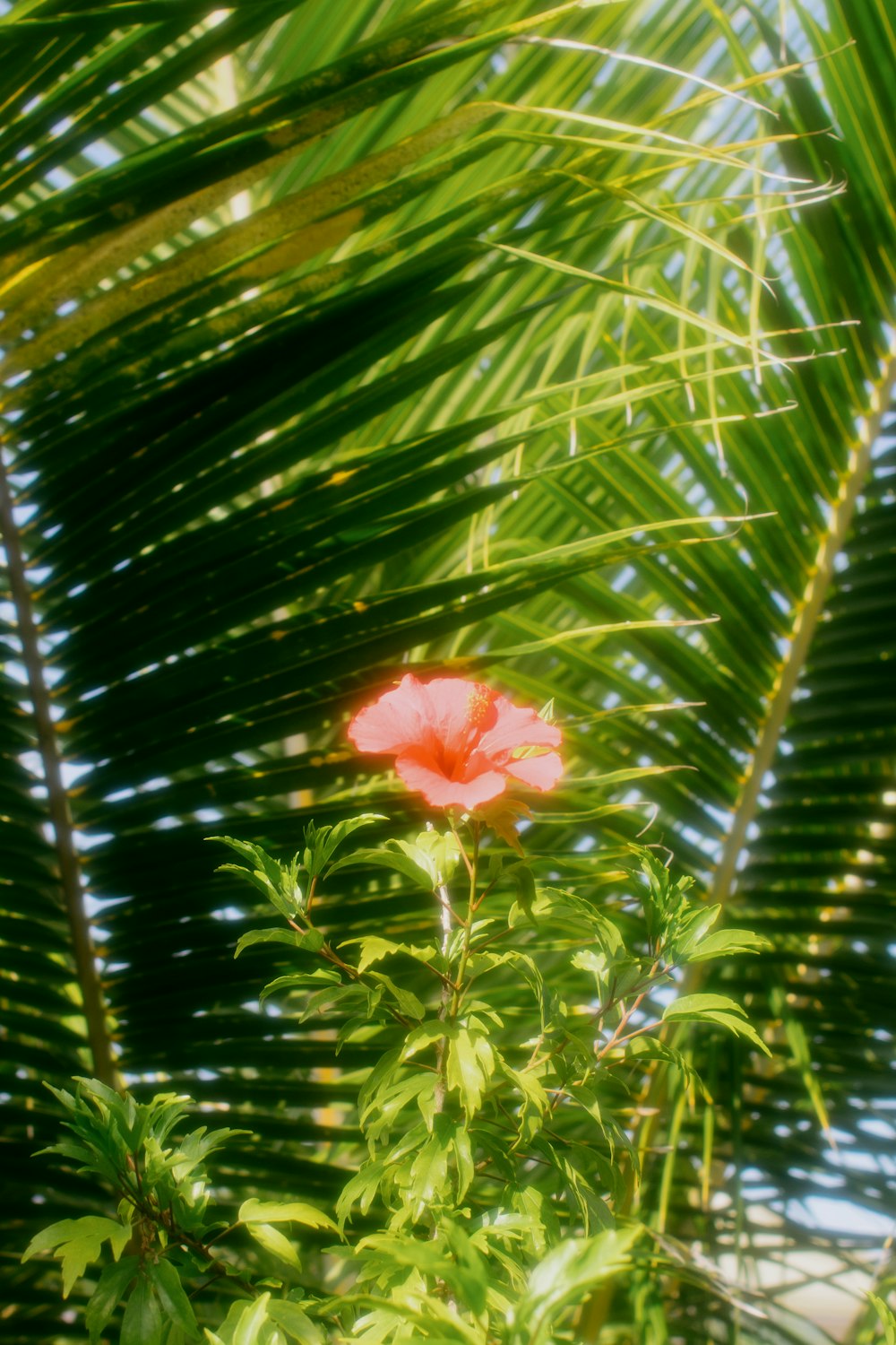 a pink flower sitting on top of a lush green plant