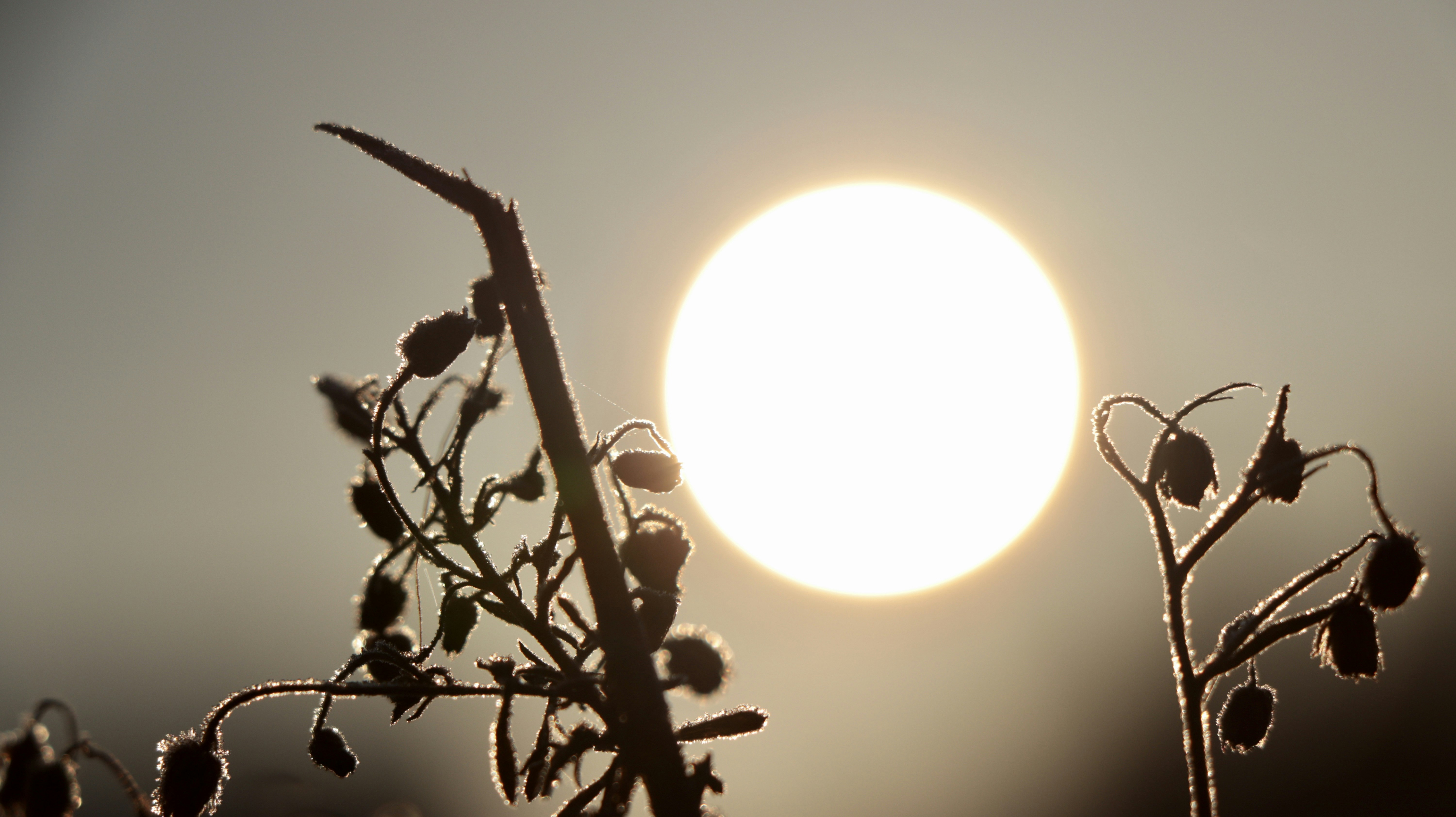 El sol se está poniendo detrás de una planta con escarcha en ella