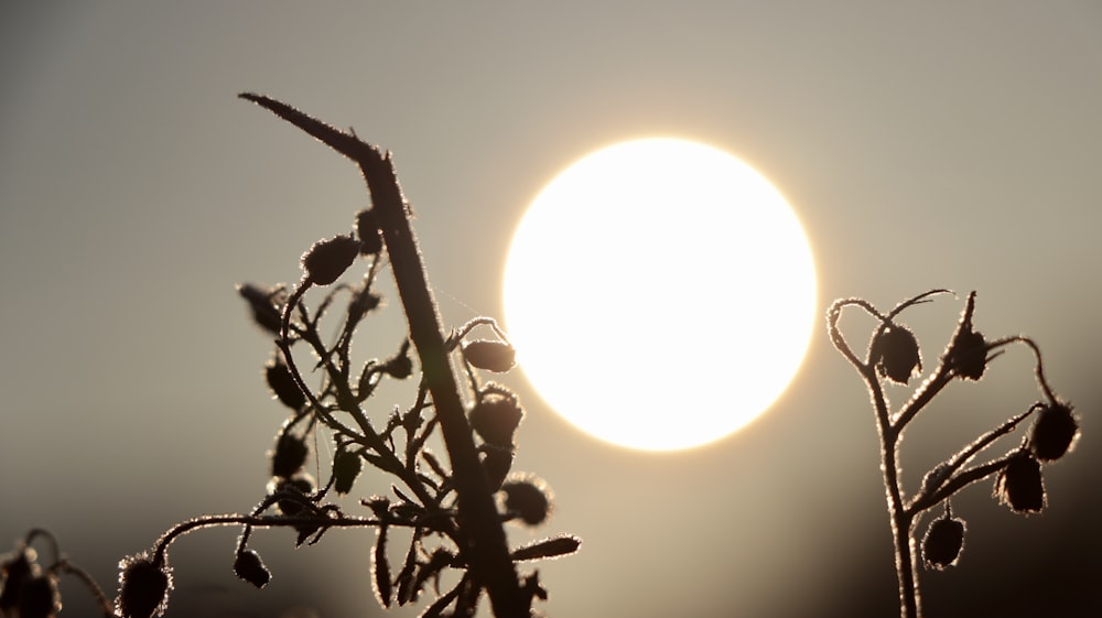 the sun is setting behind a plant with frost on it