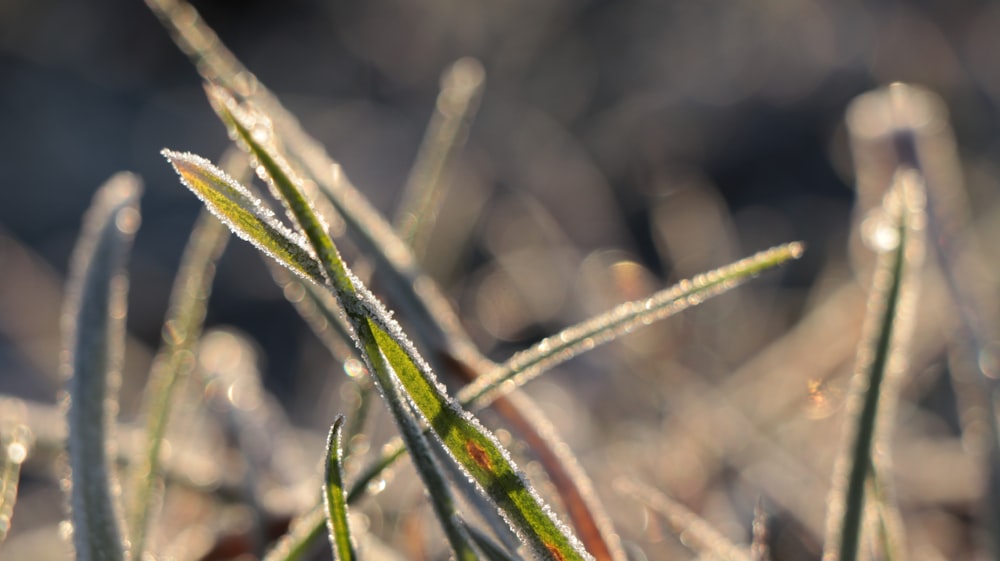 a close up of some grass with frost on it