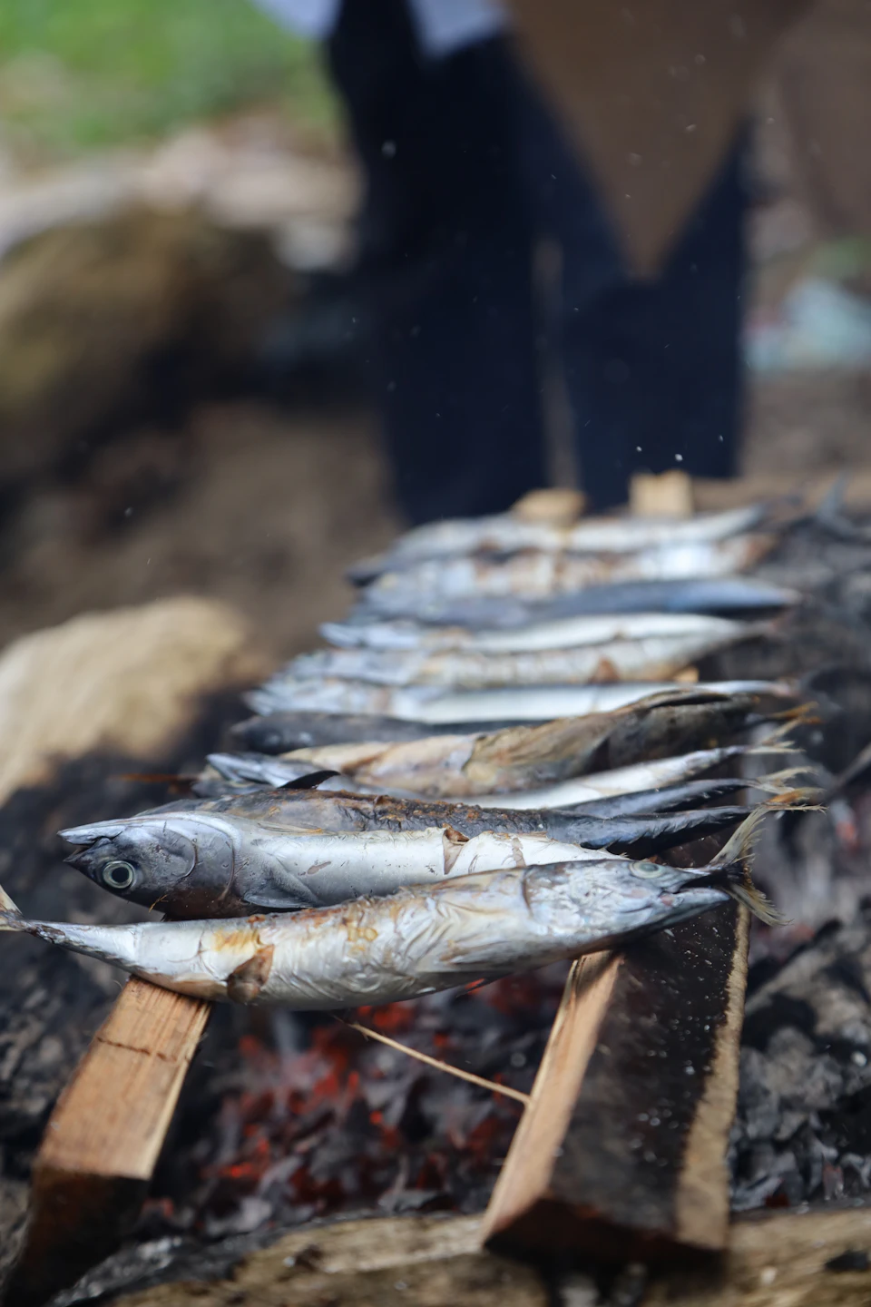 Whole sardines lined up on a charcoal grill, the signature street food of Lisbon's Santo António festival on June 12-13
