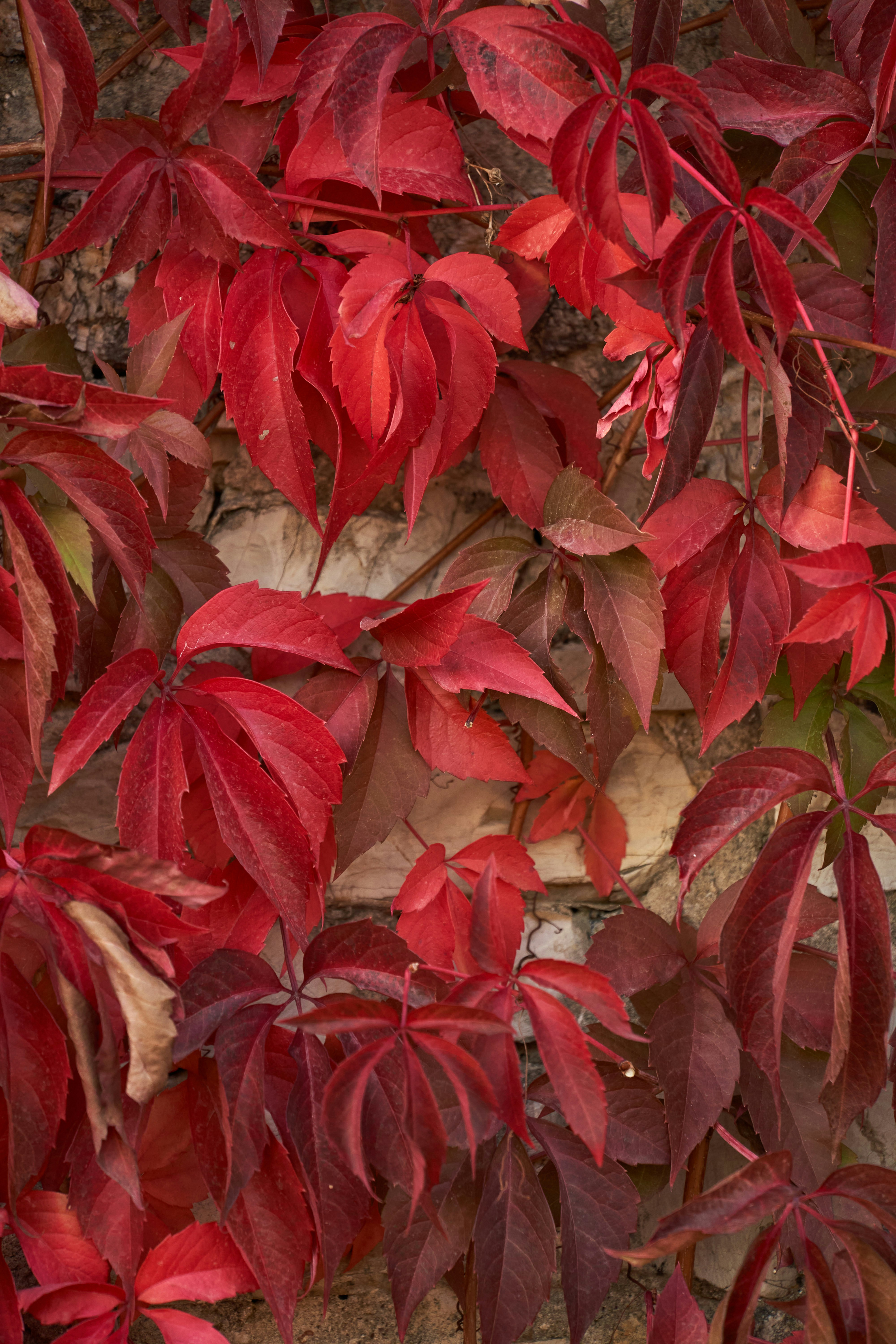 Photo by wolfgang_hasselmann