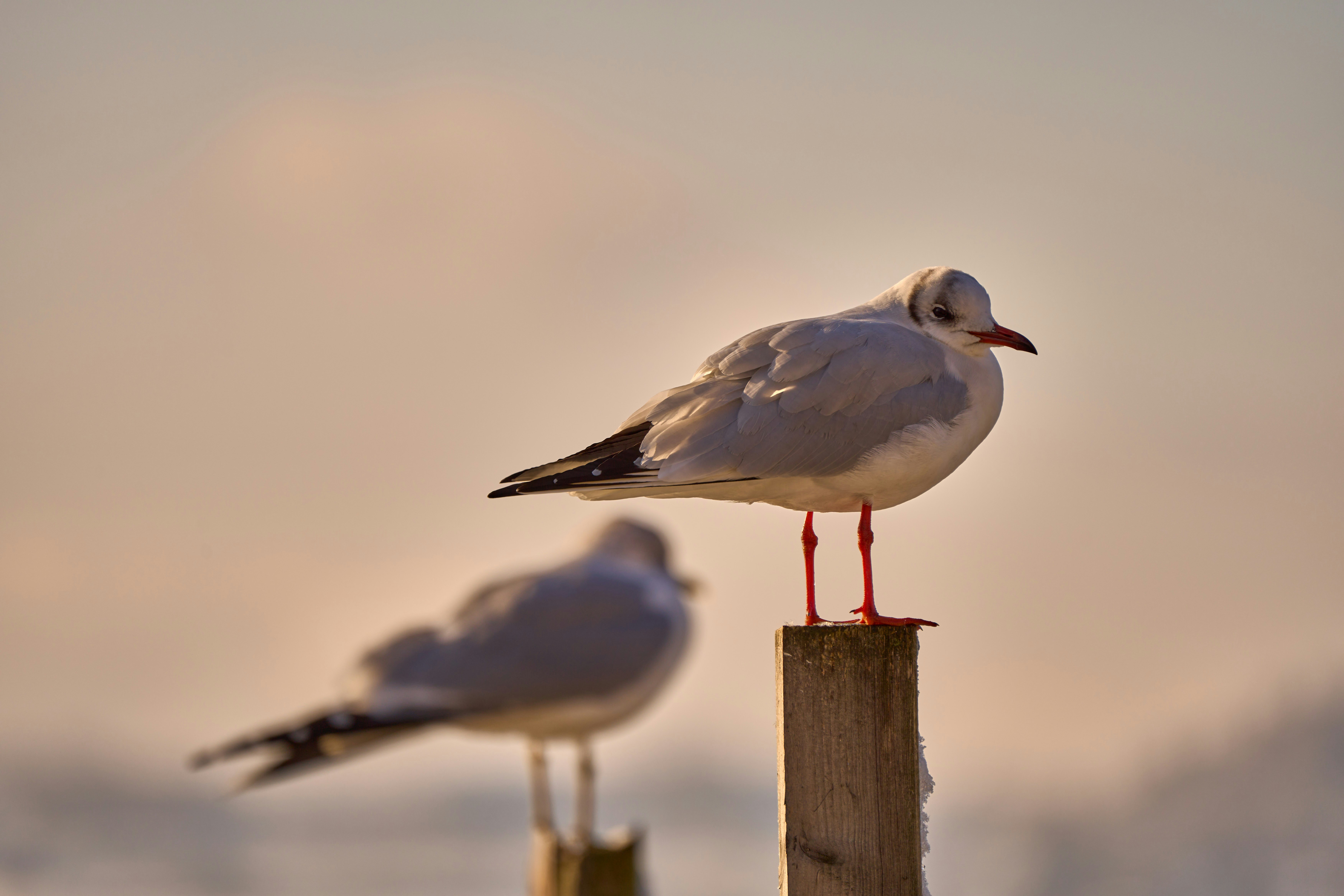 Photo by wolfgang_hasselmann