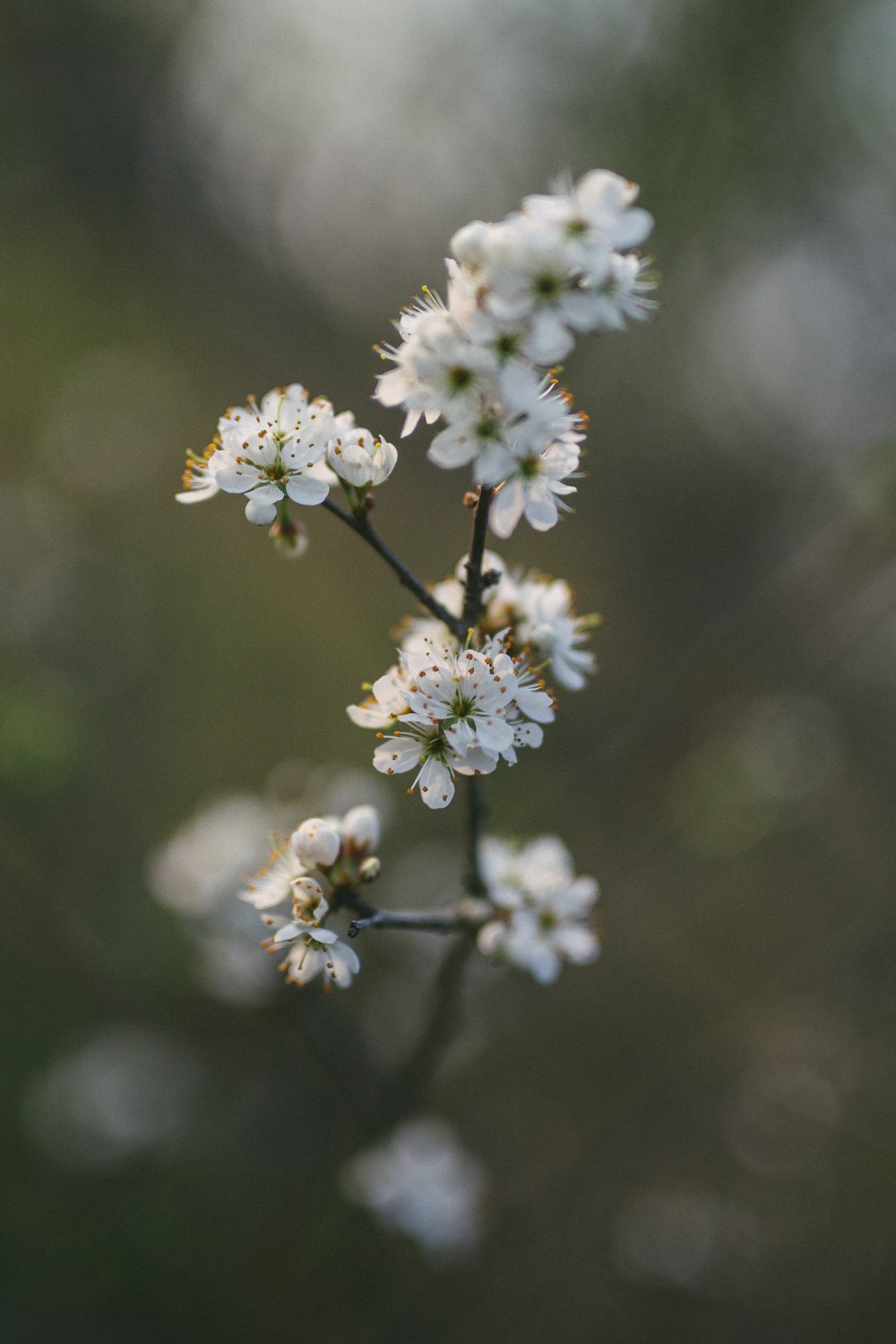 small white flowers are blooming on a tree branch