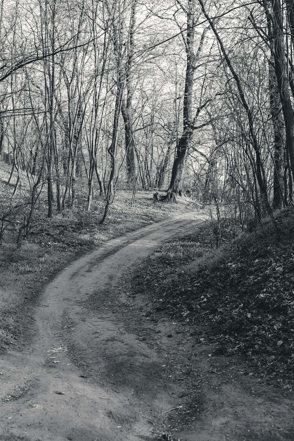 숲속의 비포장 도로의 흑백 사진