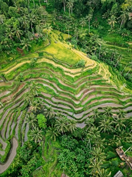 an aerial view of a rice field in the middle of a jungle