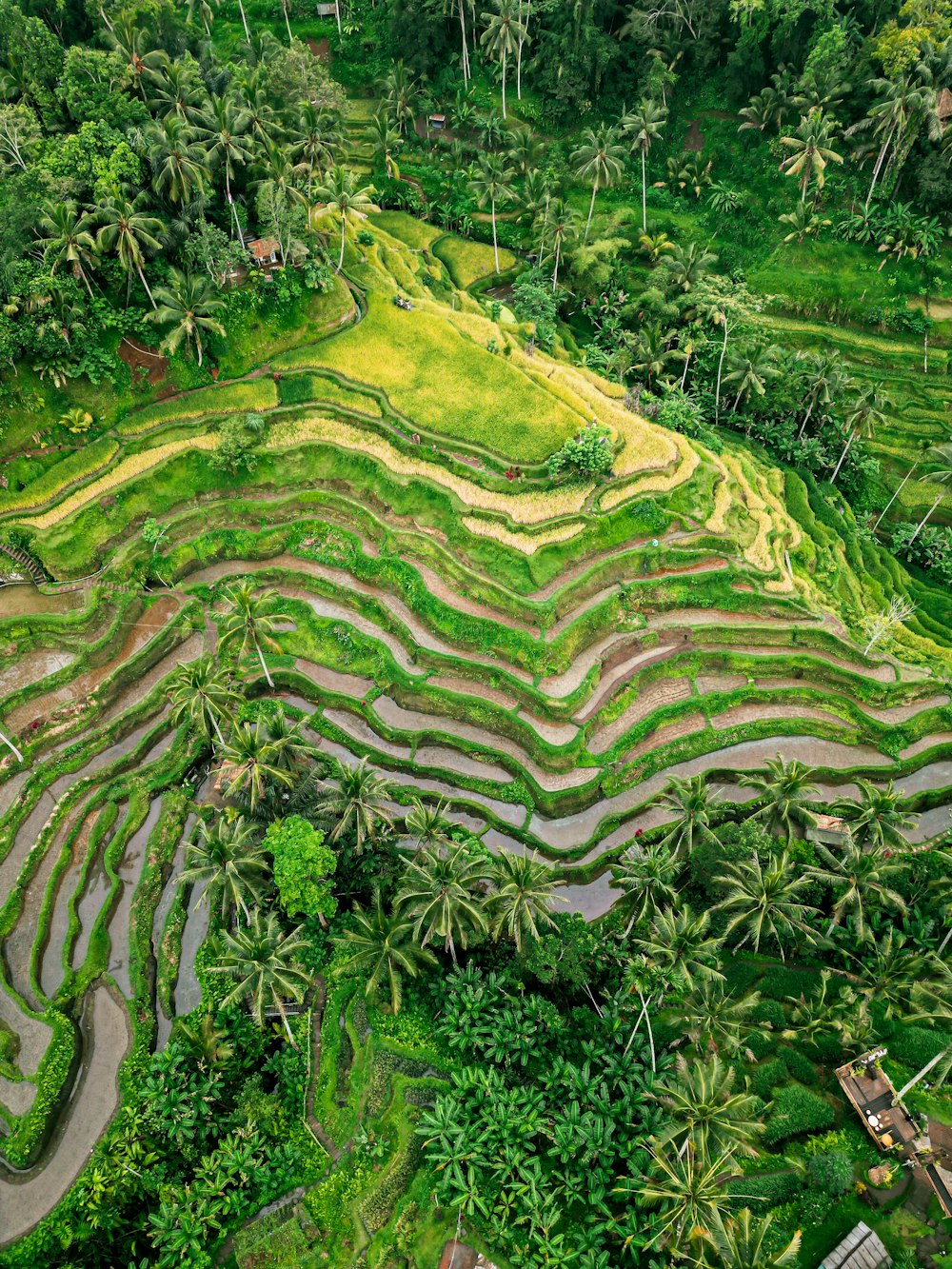 an aerial view of a rice field in the middle of a jungle